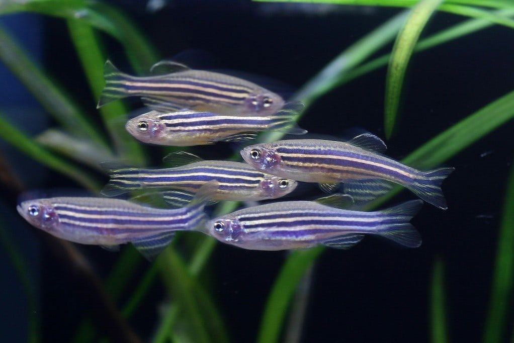 Zebra danios in a scool