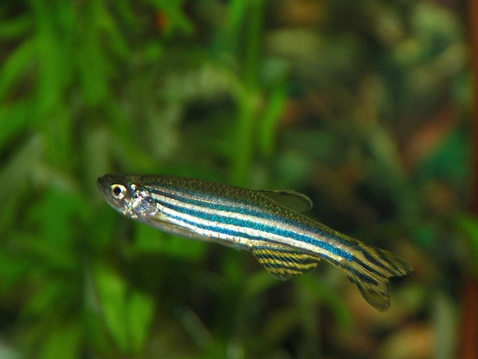 Zebra danio