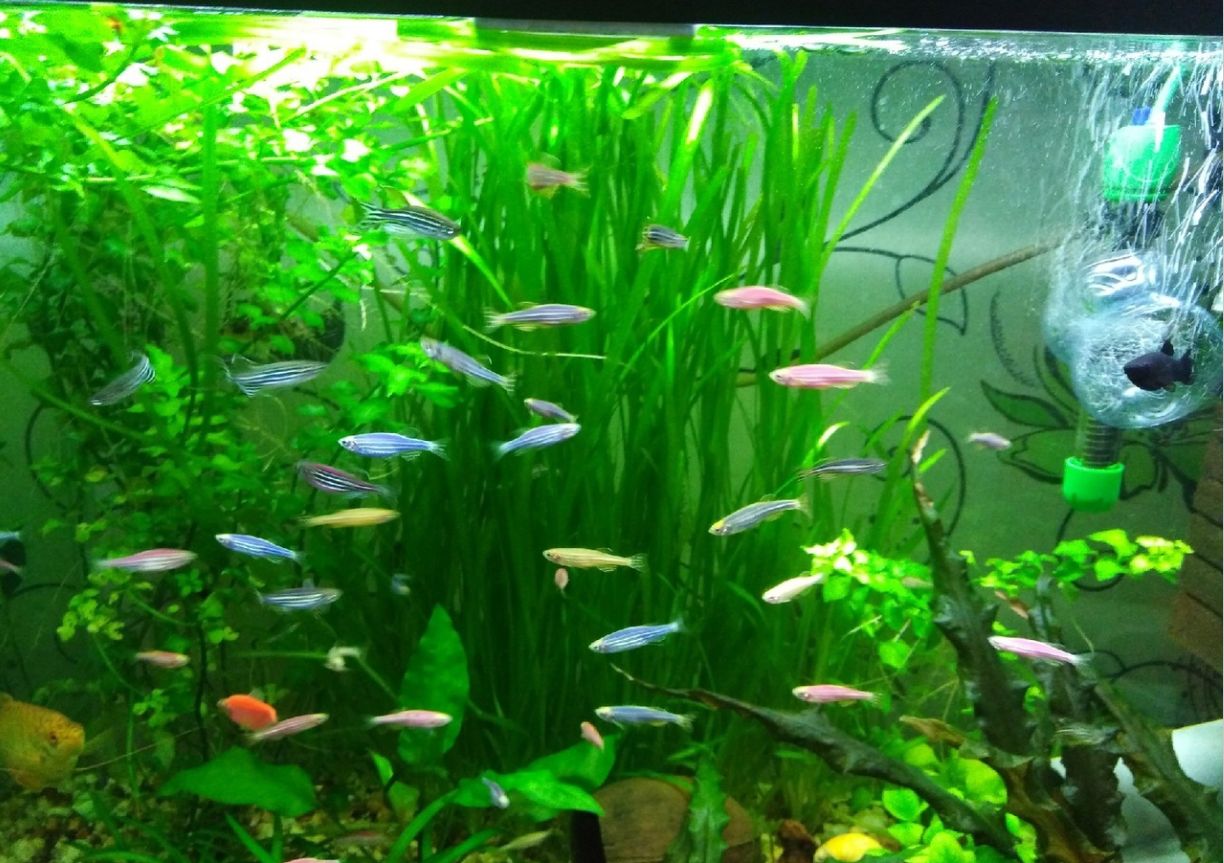 different types of zebra danio in aquarium