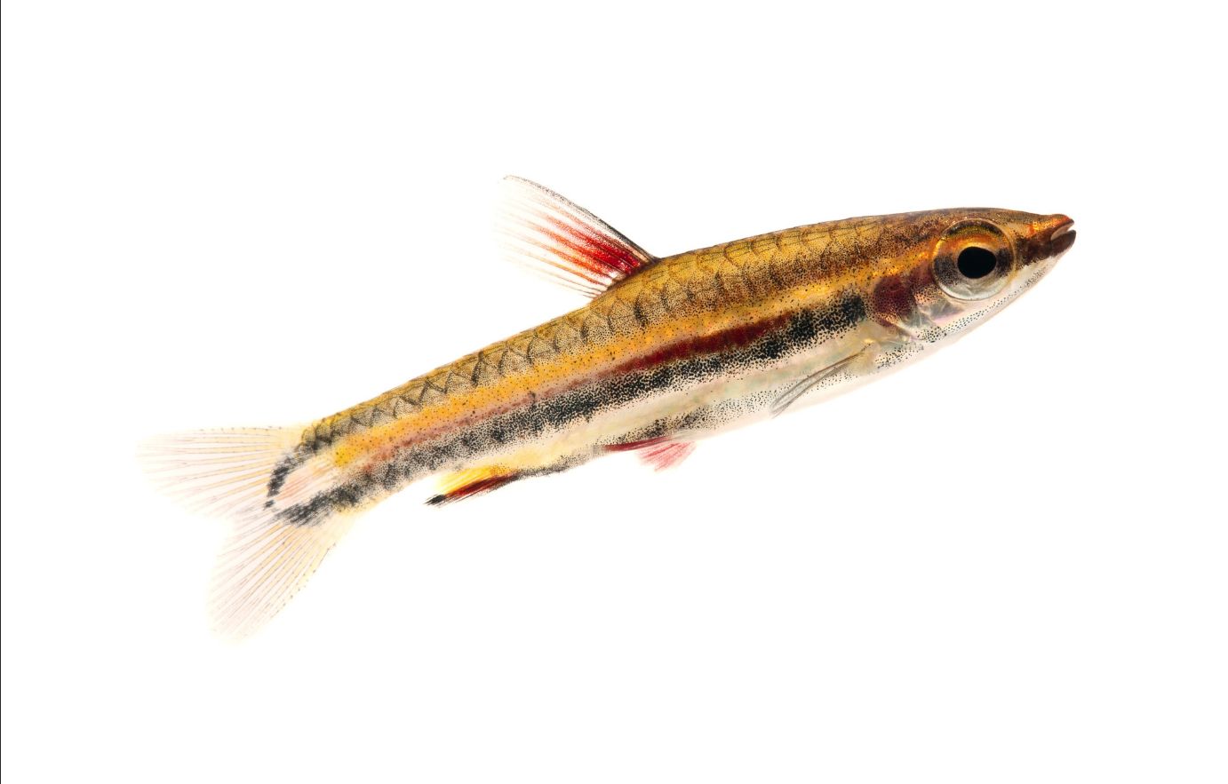 Nannostomus marginatus