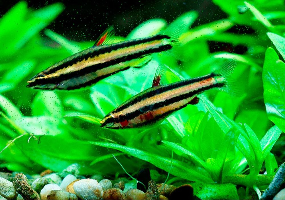 Dwarf pencilfishes male and female