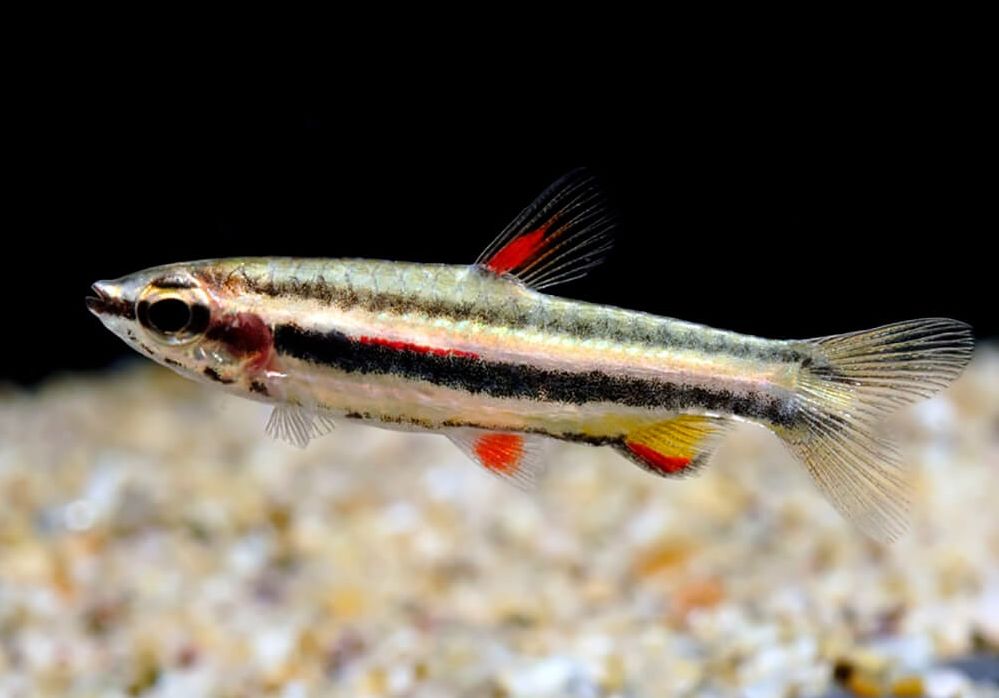 Dwarf pencilfish (Nannostomus marginatus)