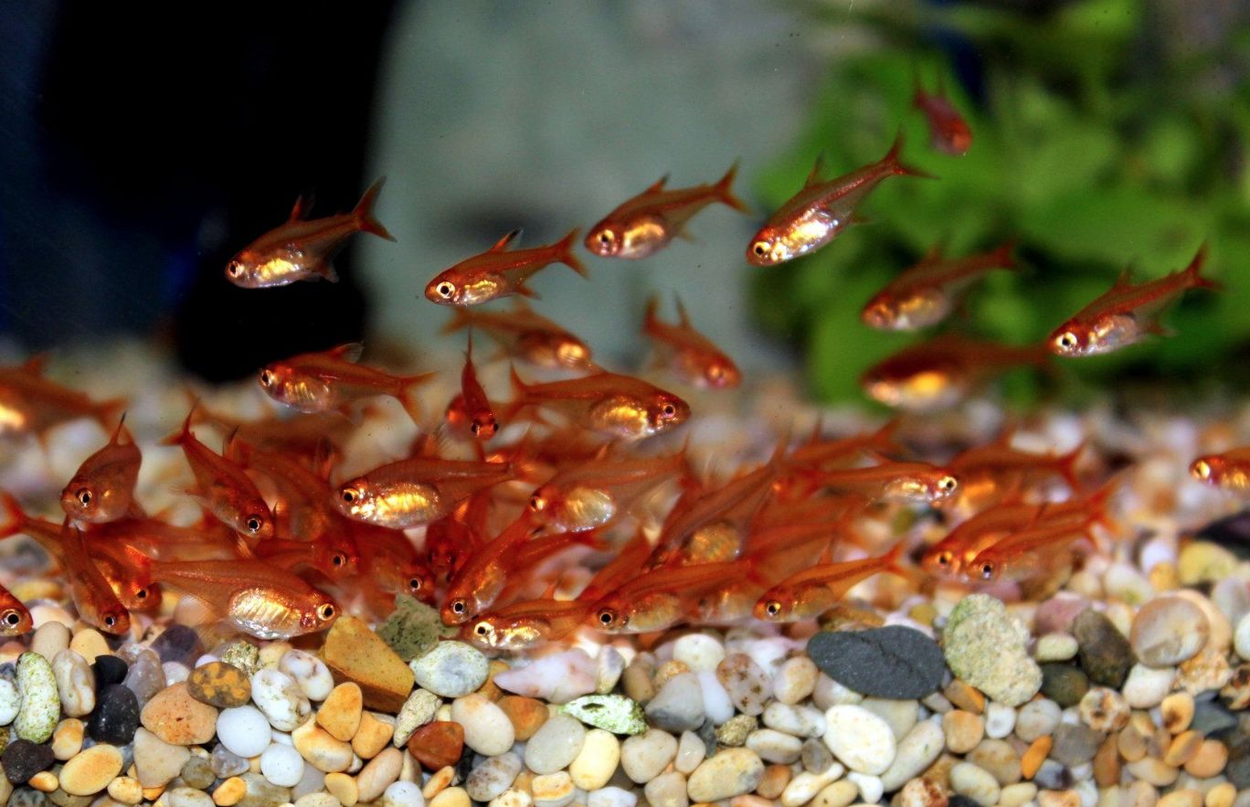 Ember tetras in its school