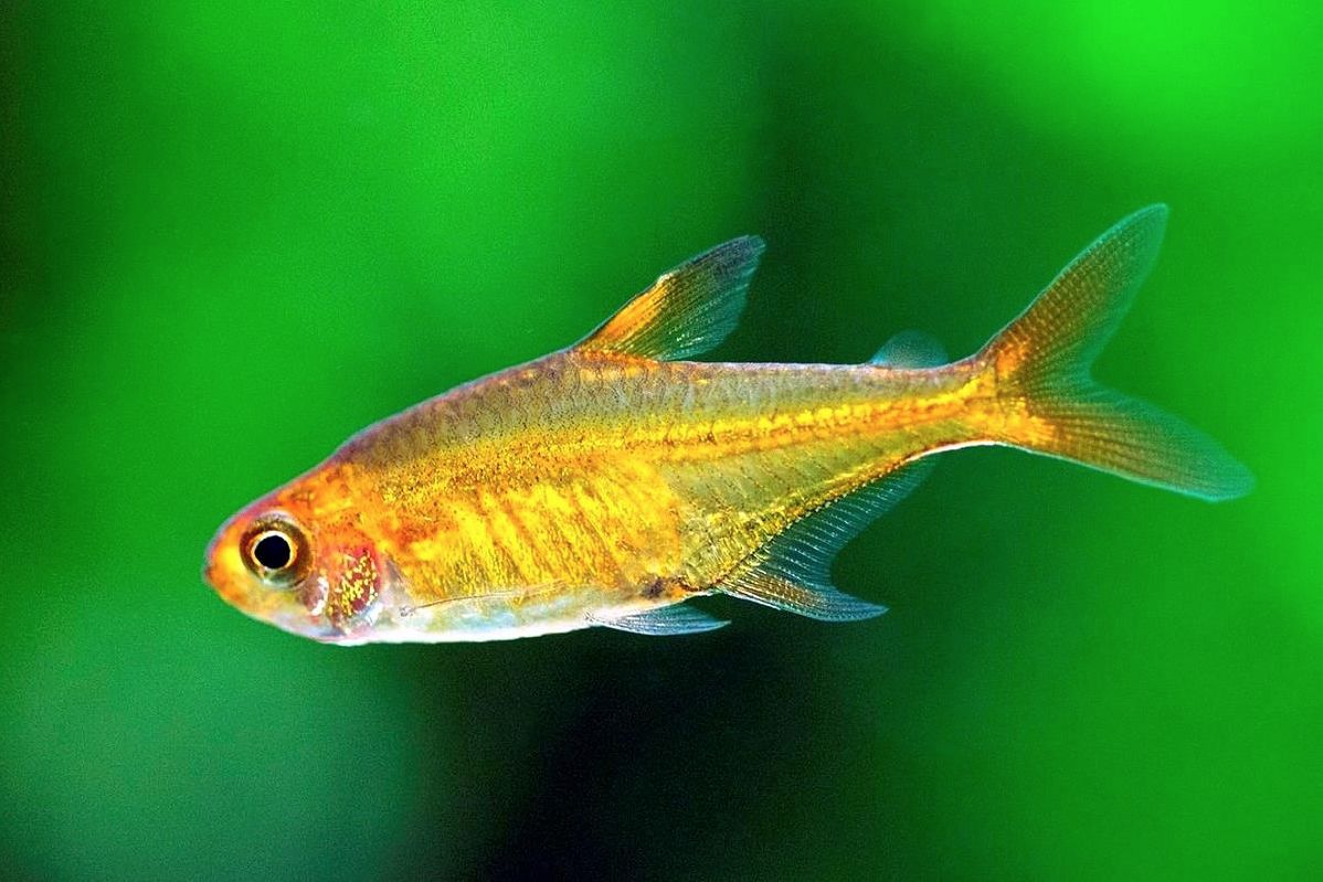 Ember Tetra, Nano FIsh