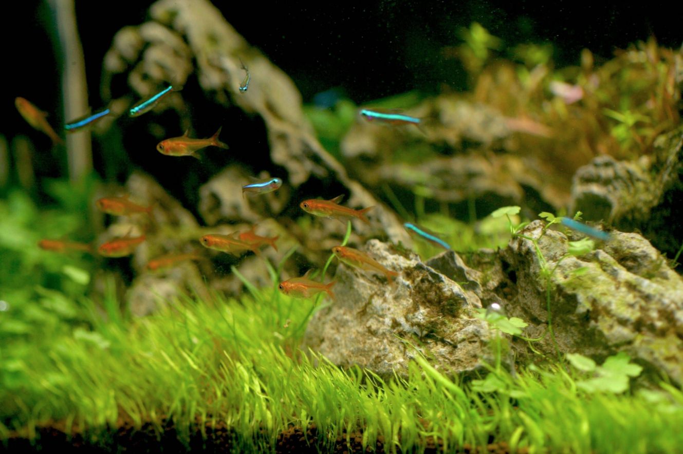 Ember tetras and neon tetras