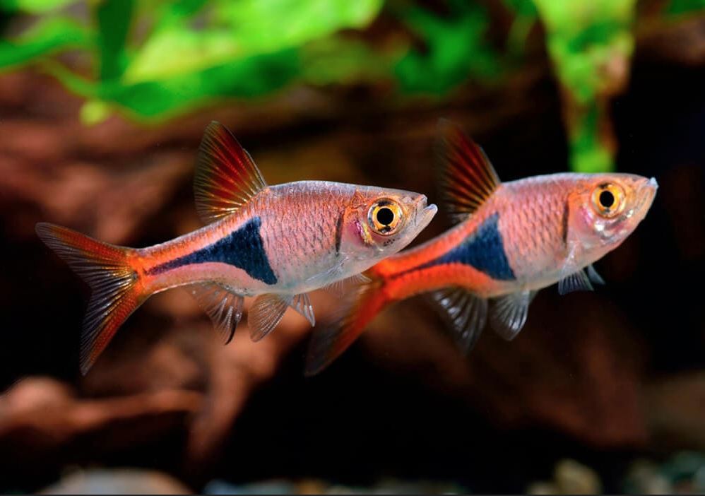 Harlequin rasbora two males