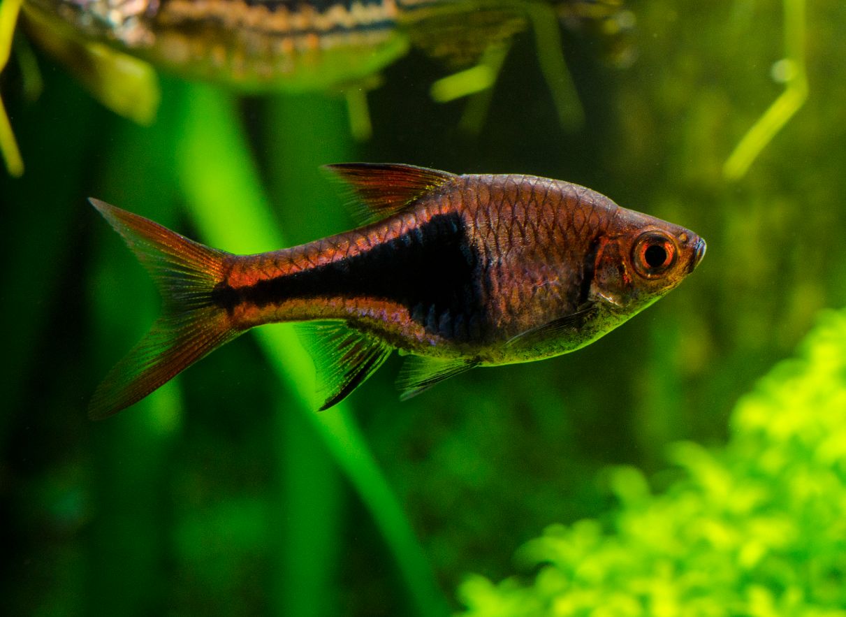 Harlequin rasbora (Trigonostigma heteromorpha) 