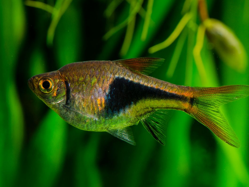 Harlequin rasbora with violet triangular-shaped mark