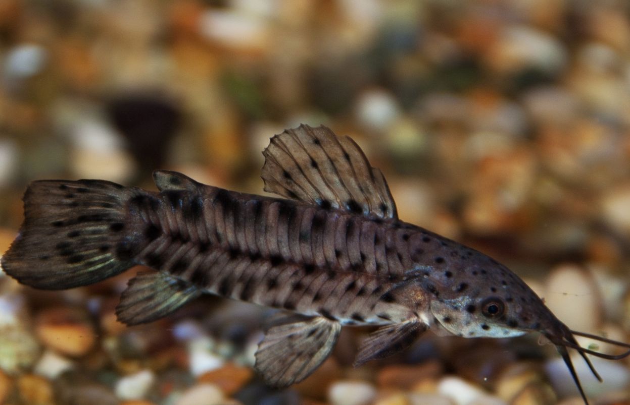 Hoplo catfish (Megalechis thoracata)