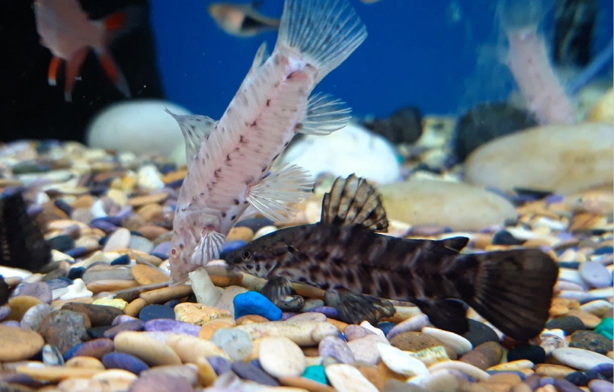 Black hoplo catfish and albino hoplo catfish