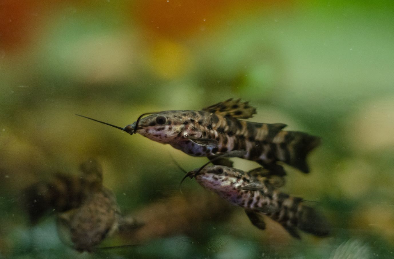 Hoplo catfishes male and female