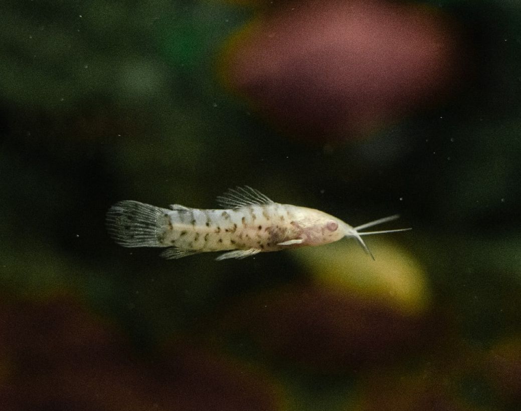 albino hoplo catfish