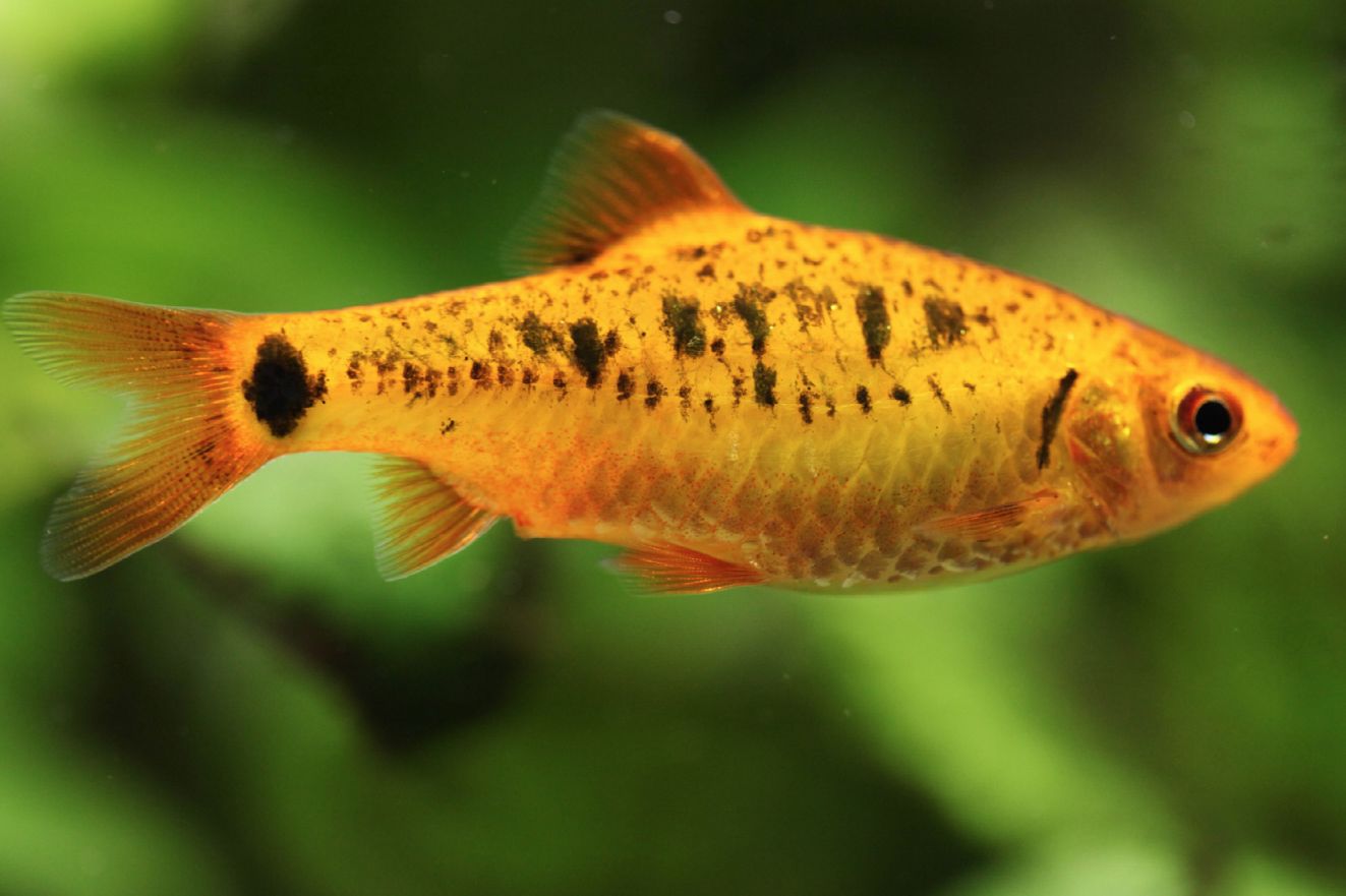 gold barb fish