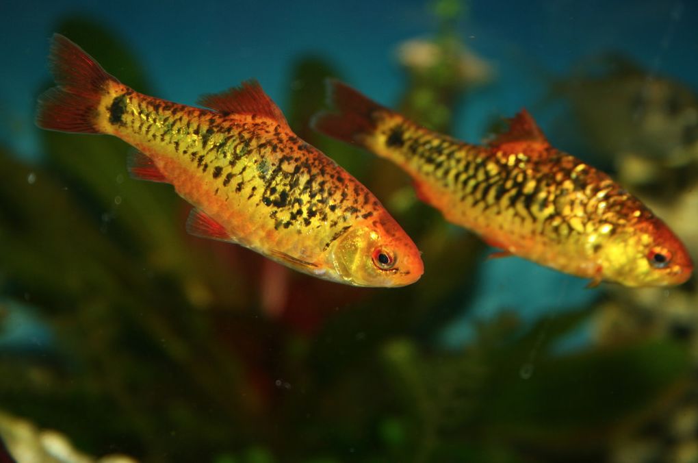 Gold barbs male and female