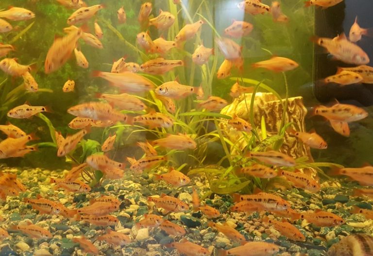 Gold Barb Care: 3 Simple Steps for a Lively Aquarium