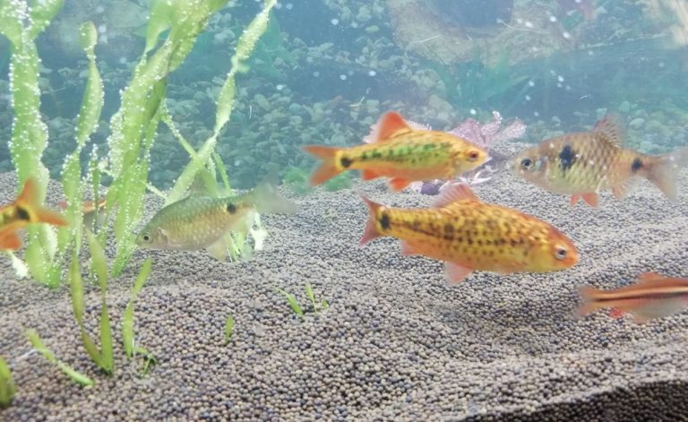 Gold Barb Care: 3 Simple Steps for a Lively Aquarium