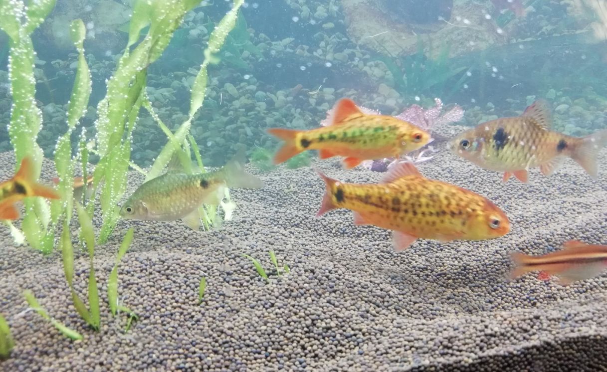 gold barbs and Odessa barbs