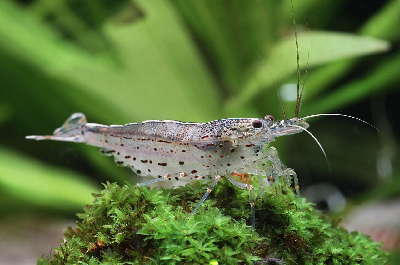 Amano shrimp (Caridina multidentata)