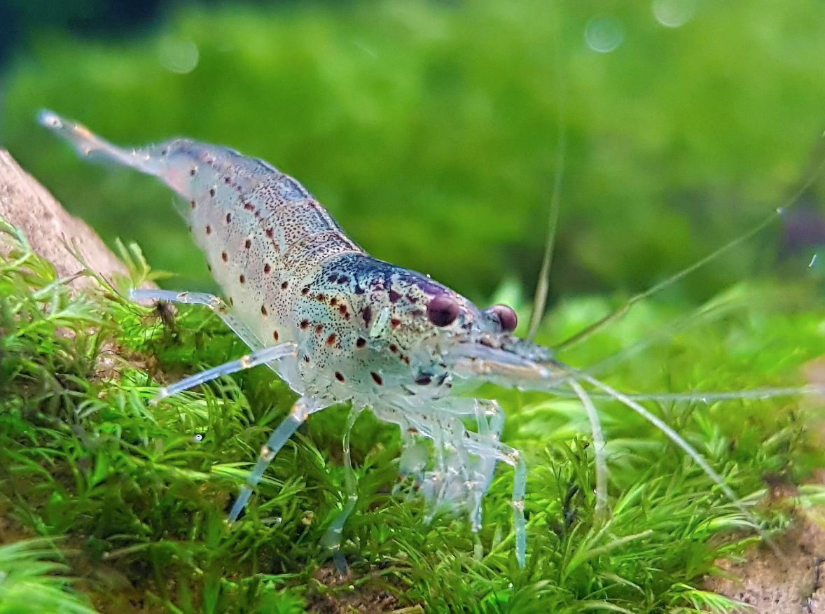 Amano shrimp in aquarium