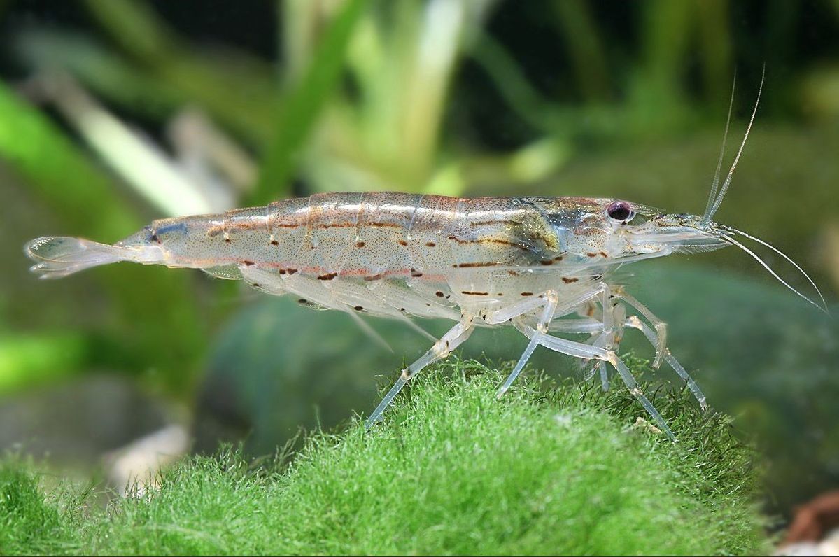 amano shrimp on marimo moss 