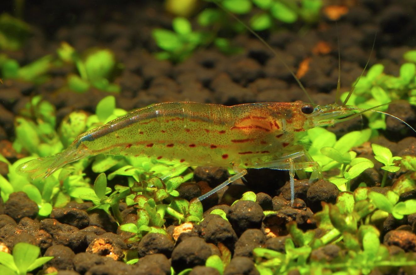 amano shrimp with dots