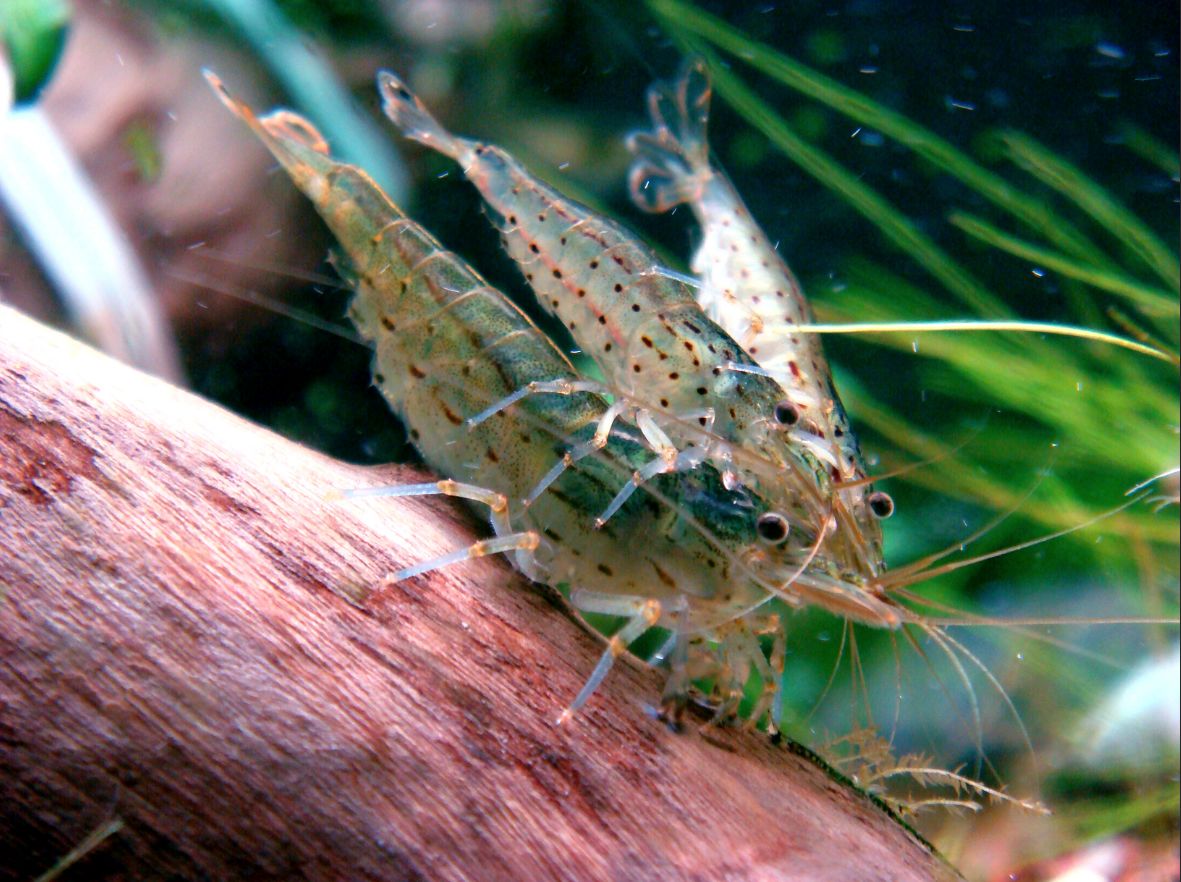 three amano shrimps