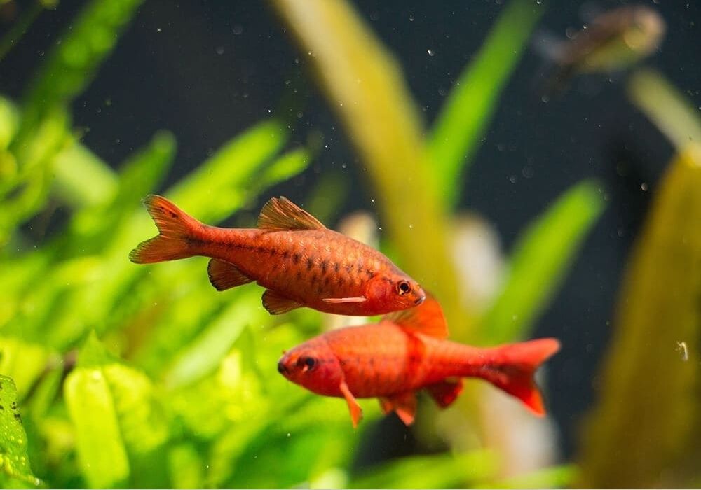 cherry barb two males