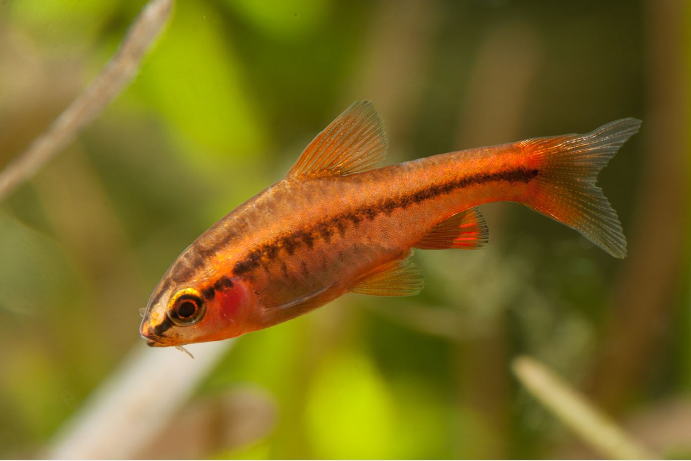 Cherry barb (Puntius titteya)