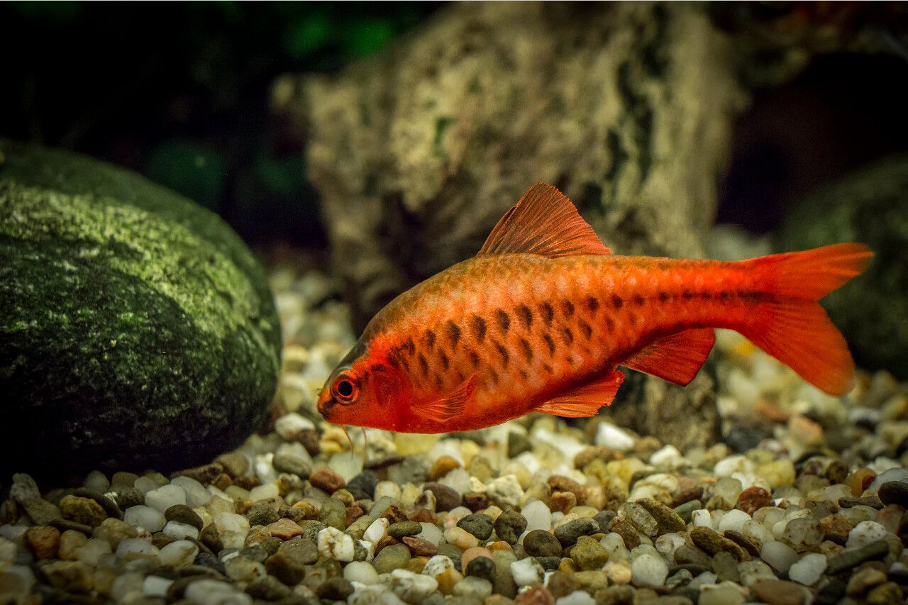 cherry barb female