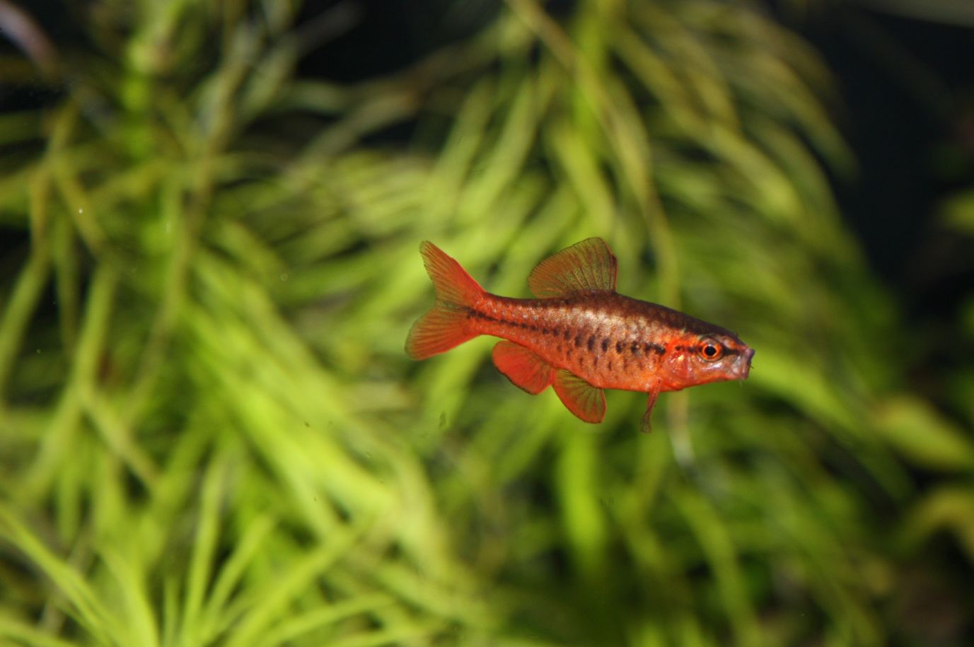 cherry barb in aquarium