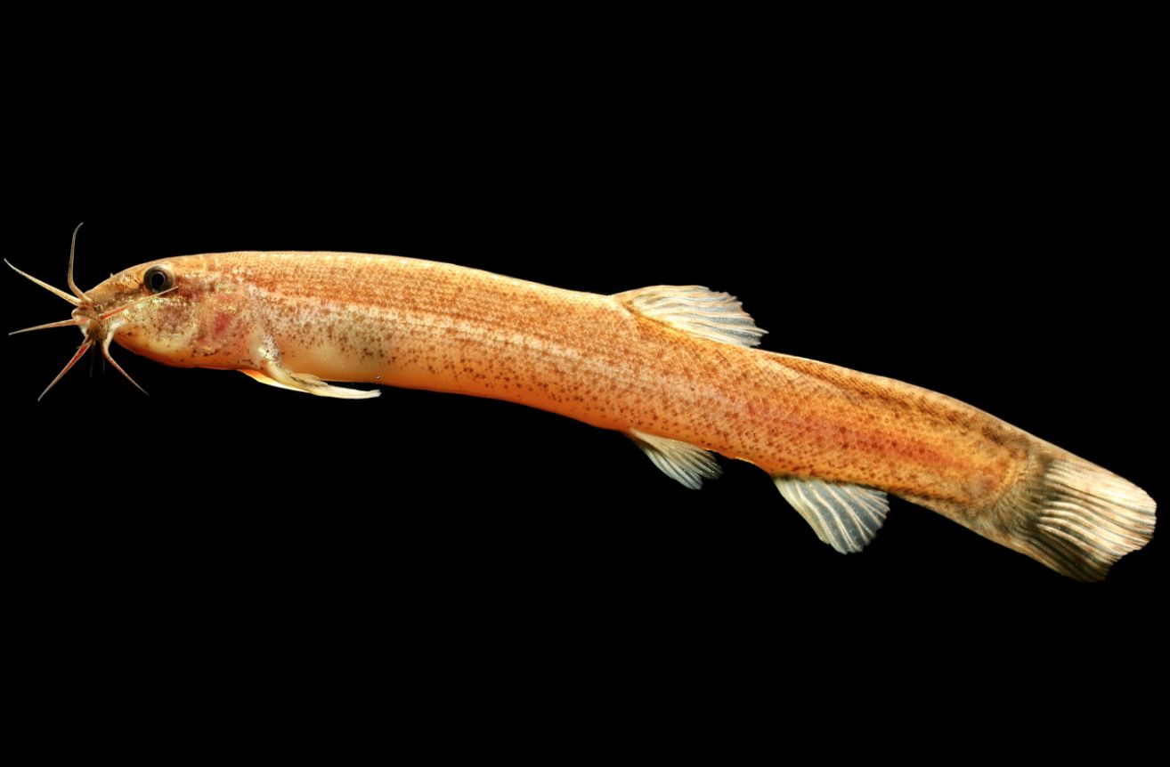 Dojo loach (Misgurnus anguillicaudatus)