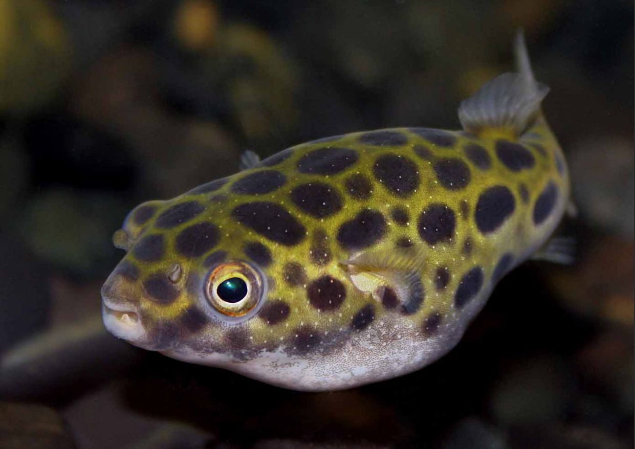 Freshwater spotted puffer store fish