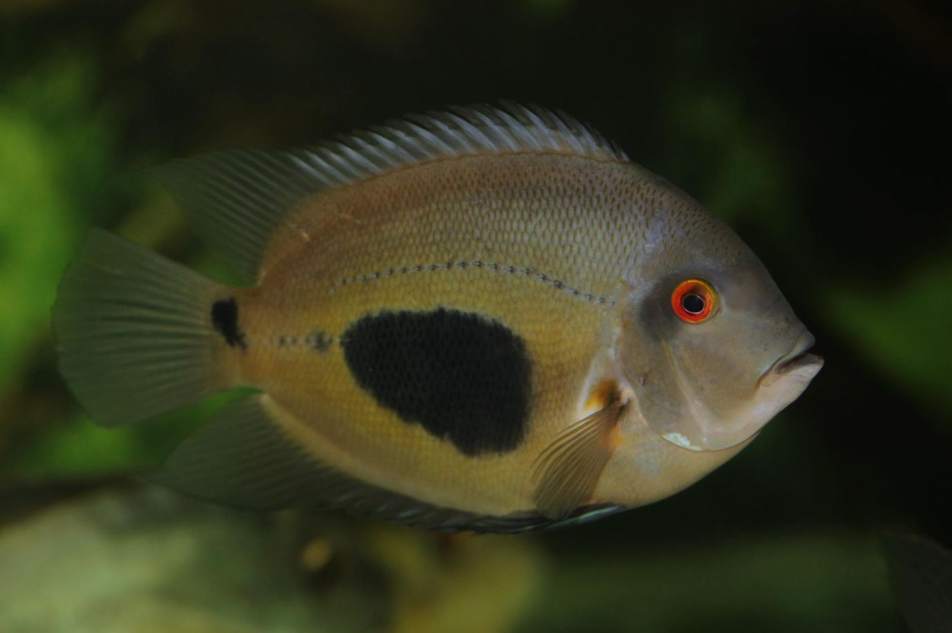 Uaru cichlid male