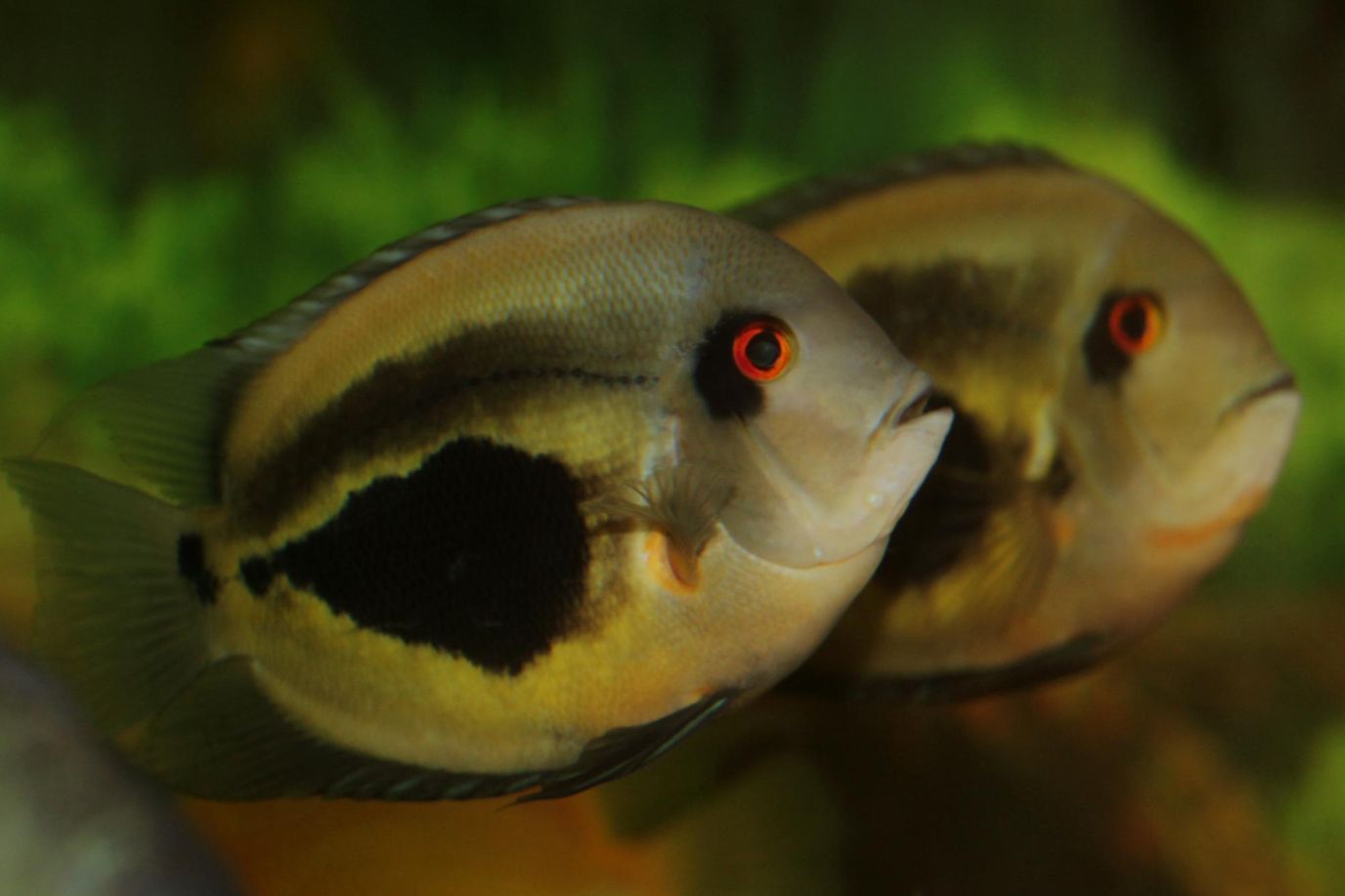 uaru cichlid male and female