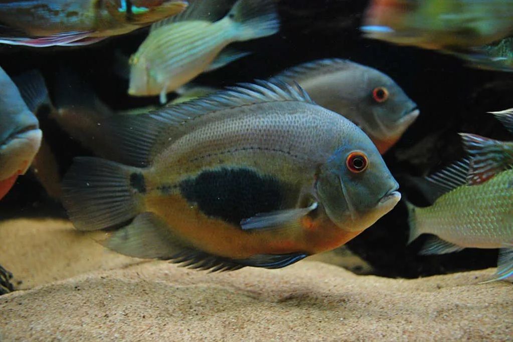 uaru fish in aquarium