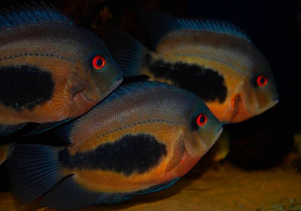 three uaru cichlids