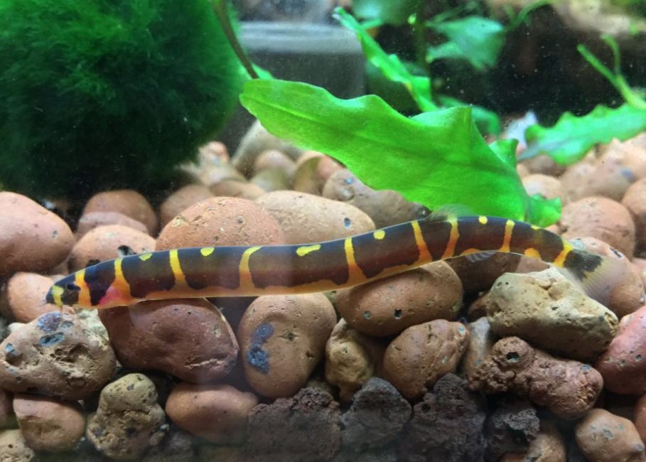 Kuhli Loach - Acantophthalmus (pangio) kuhli