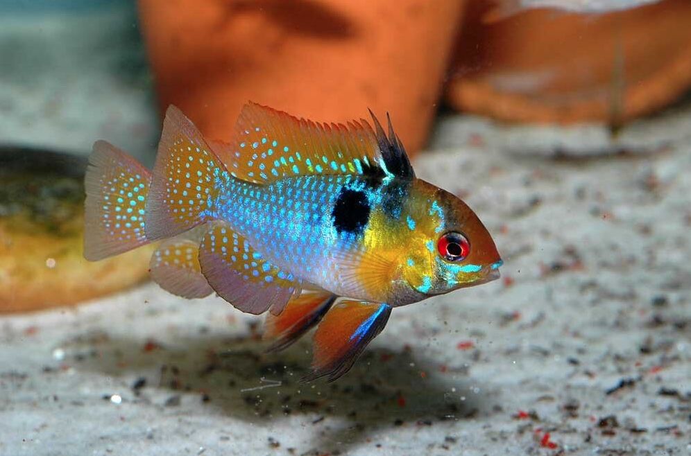 All About Ram Cichlid Care Size and Keeping Tips