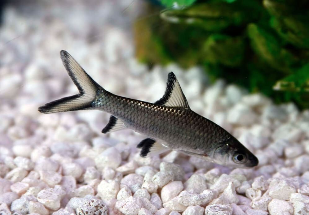 Bala Shark Care: Essential Tips for Keeping a Healthy Fish