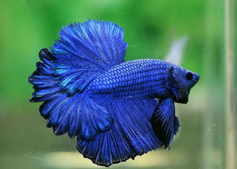 Beautiful Siamese Fighting Betta Fish. Popular Fish. Fish Keeper S