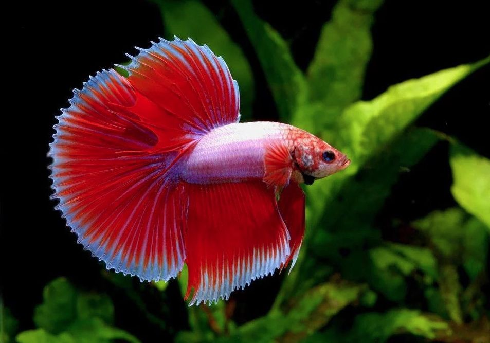 Betta Fish Care: A Practical Guide for Aquarium Owners