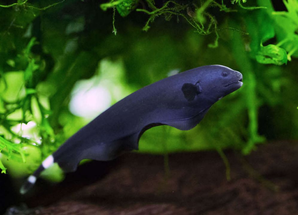 Care Guide For Black Ghost Knifefish — 18-Inch Electrical, 51% OFF