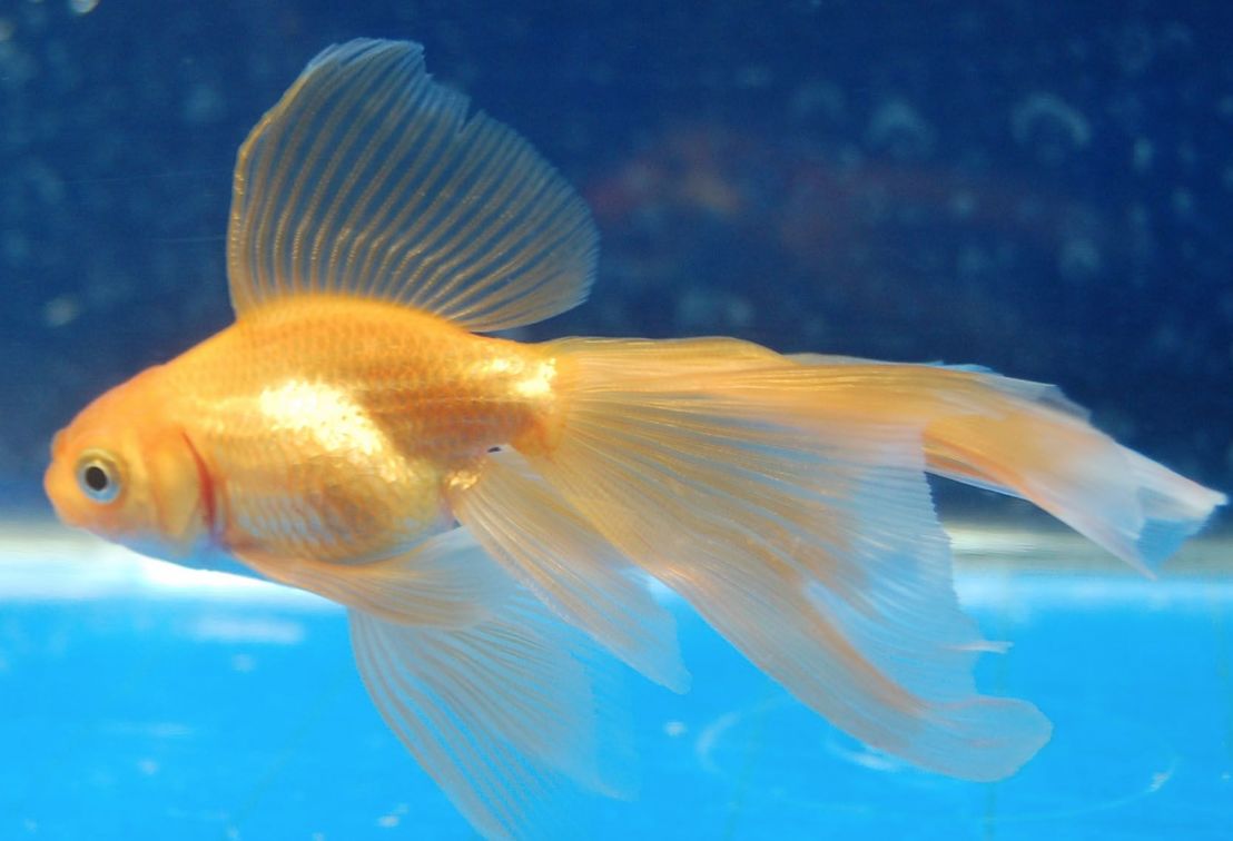 veiltail goldfish