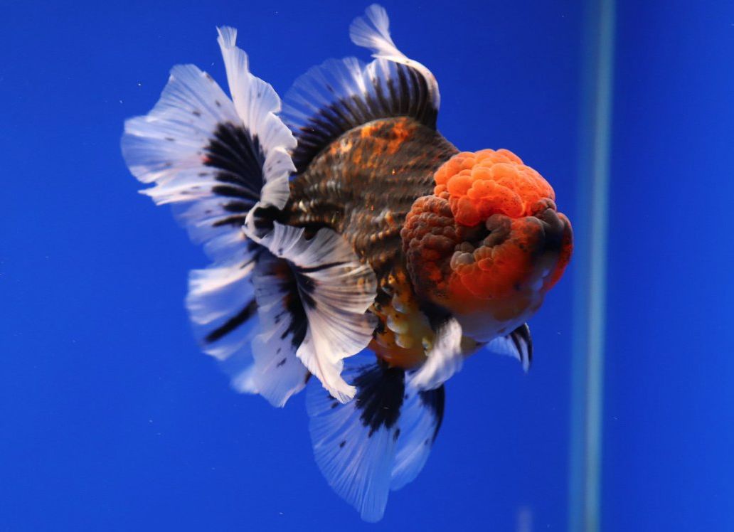 Choosing the Best Goldfish Breed: A Complete Guide