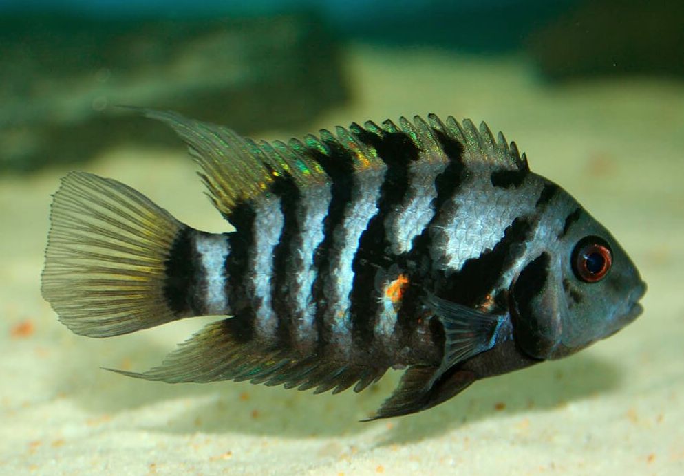 convict cichlid female