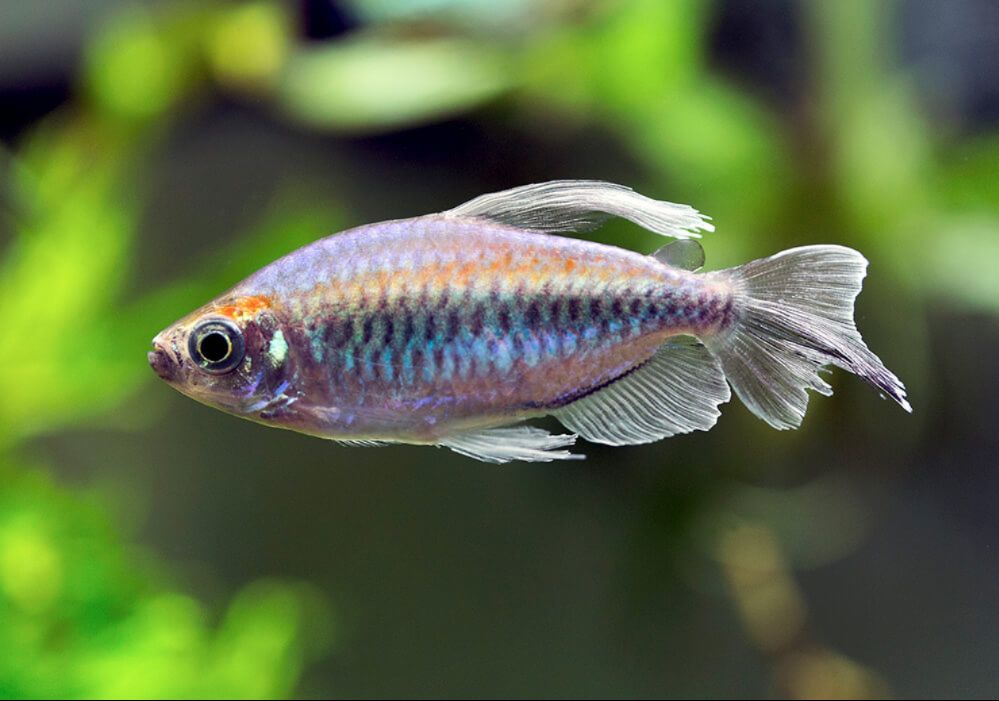 Aquaria/Congo tetras - Wikiversity