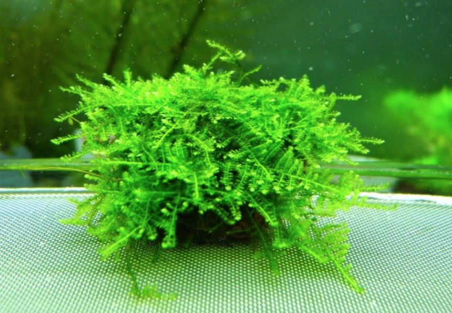 Christmas Moss: Care Guide For The Freshwater Carpet Moss