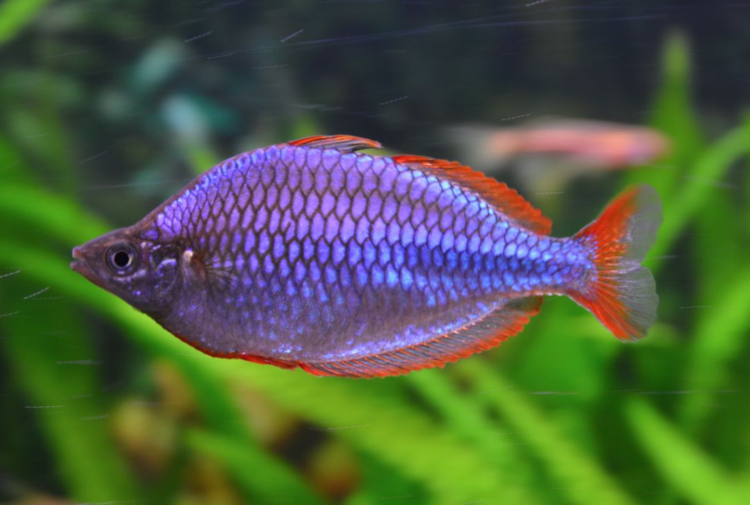 neon dwarf rainbow fish