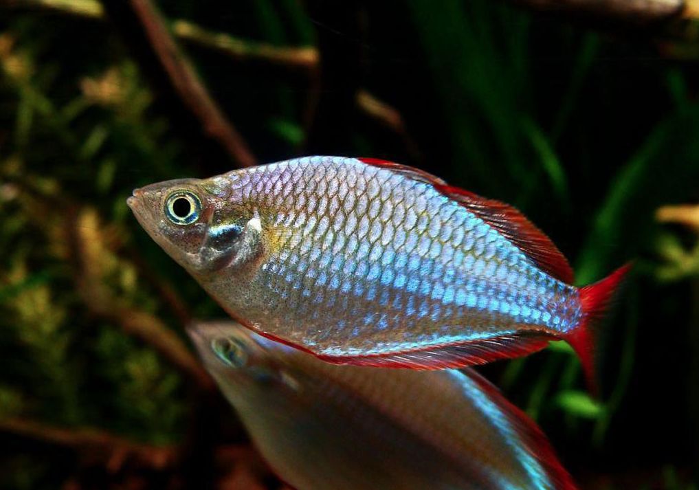 Neon rainbow shop fish care