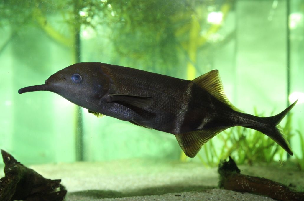 Elephantnose Fish Care - Gnathonemus petersii